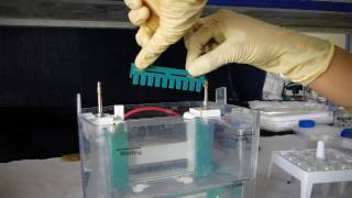 Polyacrylamide Gel Electrophoresis PAGE  Amrita University [upl. by Odo646]