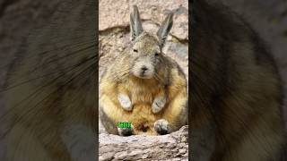 Viscacha animals cute nature facts [upl. by Prochora]