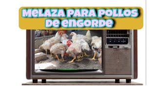 Cómo ENGORDAR TUS POLLOS de engorde más rápido con MELAZA [upl. by Annaesor398]