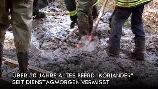 Pferd versinkt in Tecklenburg im Schlamm [upl. by Adnalra]