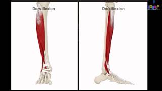 Le membre inférieur  les muscles de la jambe [upl. by Potash]