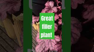 Great Tropical Look filler plant  Heuchera Wild Rose plants shorts rose [upl. by Dorahs]