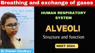 Alveoli structure and function  Breathing and exchange of gases  class 11  NEET 2024 [upl. by Yenitirb183]