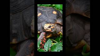 Redfooted Tortoise tortoise forest omnivores [upl. by Rimaj641]