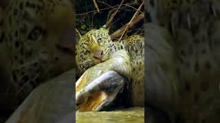 Jaguars Thrilling Assault on Caiman [upl. by Kuth]