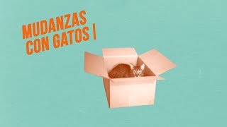 MUDANZAS fáciles con GATOS 🚚📦😻  Una habitación segura para tu compañero felino [upl. by Sanbo]