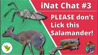 iNat Chat 3 A Catsized Antelope an Assassin Bug and PLEASE dont Lick this Salamander [upl. by Owens464]