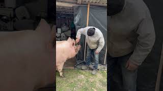 Булочка на релаксі від масажу villagelife pig diy farm animals farming village animal [upl. by Davine]