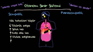 Otonom Sinir Sistemi ve Duyguların Fizyolojik Belirtileri Sağlık ve Tıp [upl. by Dar]