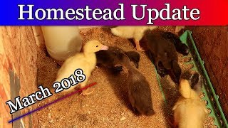 Homestead Update March 2018 [upl. by Inavoig731]