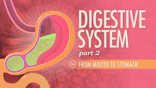 Digestive System Part 2 Crash Course Anatomy amp Physiology 34 [upl. by Ycnahc486]