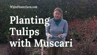 Planting Tulips with Muscari Grape Hyacinths [upl. by Gierc]