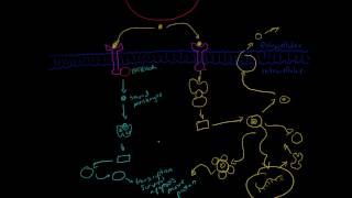 Overview of Major Cell Signalling Pathways [upl. by Ackley]