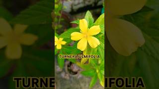 Turnera ulmifoliareels flowers trendingshortviral🌼🌸💛🧡 [upl. by Puff]