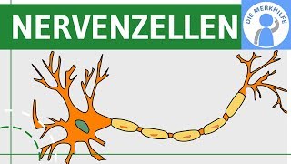 Bau amp Funktion von Nervenzellen  Nervensystem einfach erklärt  Neurobiologie [upl. by Ferne621]