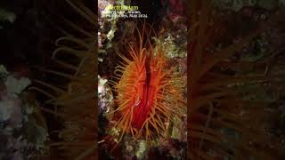 Disco clam anilao scubadiving [upl. by Eiluj]