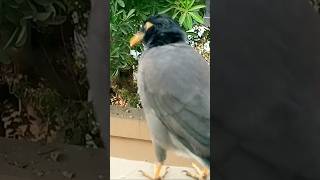 birdsmynahnature🌴lalishortvideobirdwatching👀birdsloverbirdsshorts🥱shortsfeedshortsbird [upl. by Zelten]