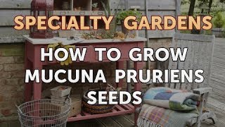 How to Grow Mucuna Pruriens Seeds [upl. by Affer217]