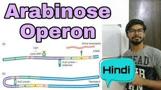 Arabinose operon in Hindi [upl. by Vocaay362]