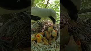 Long tailed shrike bird babies P 3 shortsfeed trendingshorts [upl. by Nysa277]