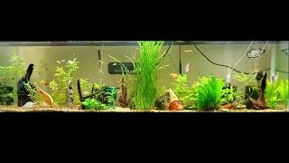 White noise Fish Tank Sound bubbles fast to sleep HD Quality Visuals Fish swimming 1080p [upl. by Lian]