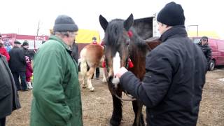 Wstepy 2013 w Skaryszewie k Radomia [upl. by Ial697]