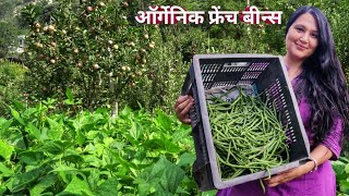 Harvesting French Beans From Plant ऑर्गेनिक फ्रेंच बीन्स की खेती Kinnaur HP [upl. by Alleunamme]