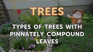 Types of Trees With Pinnately Compound Leaves [upl. by Gothurd]