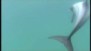 Hectors dolphin video 2 [upl. by Kamaria]