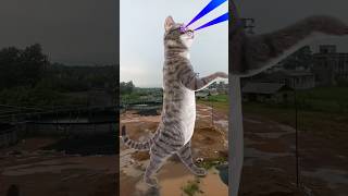 Billi bole meow meow cute cat shots video song music [upl. by Rialcnis]