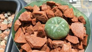 Time Lapse of Lophophora Williamsii drying out after Top Watering [upl. by Winston9]