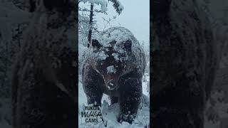 Yukon wildlife Grizzly in an early winter snowfall [upl. by Reklaw]