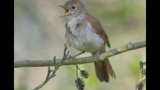 NIGHTINGALE SONG4 hours REALTIME Beautiful Nightingale SingingBirdsongNature soundspart 2 [upl. by Makell653]