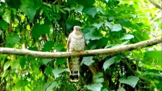 Indian Cuckoo [upl. by Latyrc]