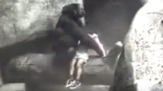 Gorilla Carries 3YearOld Boy to Safety in 1996 Incident [upl. by Bennink]