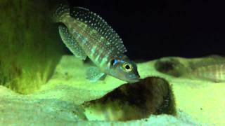 Lamprologus meleagris PlaBannrome [upl. by Martres]