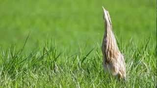 American Bittern Mating Call [upl. by Solon]