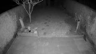 A ferret sneaking around  Recorded by Netatmo [upl. by Patrich]