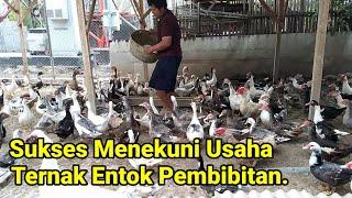 Konsisten Dengan Menekuni Usaha Ternak Entok Sistem Pembibitan [upl. by Carew]