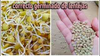 GERMINADO DE LENTEJAS SE COSECHA EN SOLO 7 DÍAS 😮 Día por día [upl. by Adel]