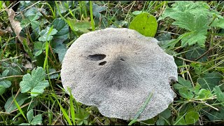 Tricholoma terreum October 27 2024 [upl. by Odlopoel]