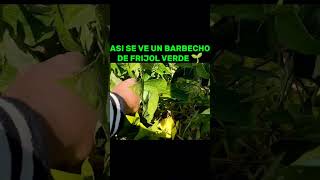 Así se ve un barbecho de frijol 🌱 verde 💚 que aún le falta tiempo para ser cosechado [upl. by Arhoz]