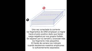 ELECTROFORESIS EN GEL DE AGAROSA [upl. by Oap419]