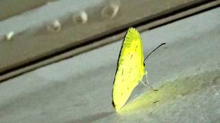 Common Grass Yellow butterfly or Eurema hecabe [upl. by Leiruh680]