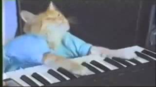 Keyboard Cat 10 Stunden 10 hours [upl. by Lrad]