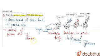 Explain various steps of budding in yeast  CLASS 10  HOW DO ORGANISMS REPRODUCE  BIOLOGY [upl. by Atika201]