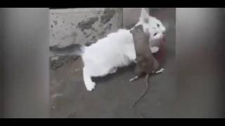 Too Wild Rat Puts a Cat in a Death Grip [upl. by Slerahc84]