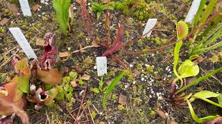 2 Month Lowes Venus Flytrap Update [upl. by Gilbart]