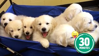 30 Minutes of the Worlds CUTEST Puppies 🐶💕 [upl. by Rai]