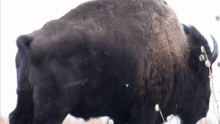 Nebraska Bison Hunt 2012 [upl. by Yecak]